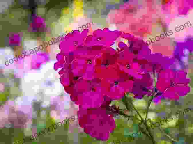 A Close Up Of A Single Moss Phlox Flower, Revealing Its Intricate Petals And Vibrant Colors. Moss Phlox Beautiful World Escapes