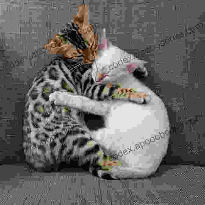 A Contented Bengal Cat Cuddling With Its Owner Bengal Cats Guide To Owning A Happy Bengal Cat Bengal Cat Owners Manual