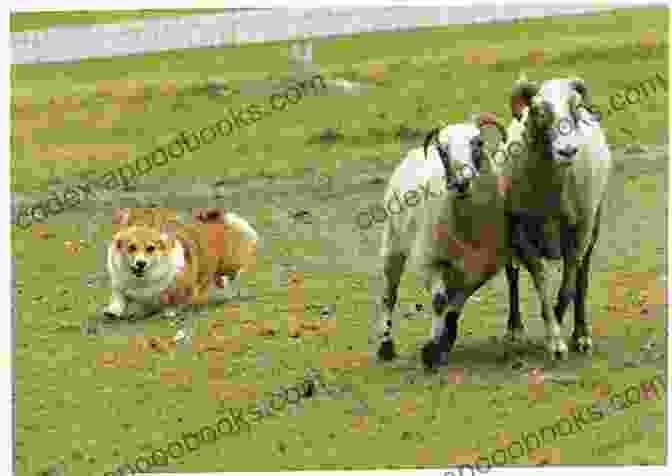 A Corgi Herding Sheep The Complete Guide To Corgis: Everything To Know About Both The Pembroke Welsh And Cardigan Welsh Corgi Dog Breeds