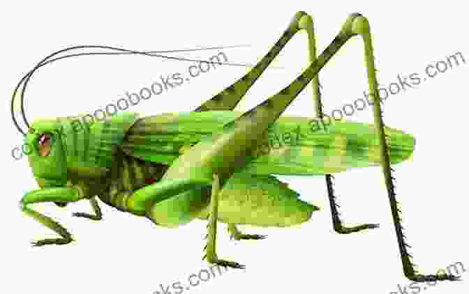 A Detailed Illustration Of A Grasshopper Creepy Crawly Insects : 1st Grade Science Workbook