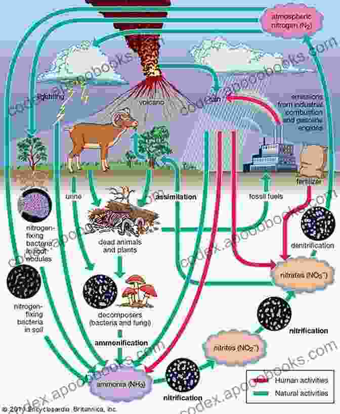 A Diagram Illustrating The Process Of Nitrogen Fixation By Bacteria And The Haber Bosch Process For Industrial Ammonia Synthesis Fun Facts About Nitrogen : Chemistry For Kids The Element Children S Chemistry