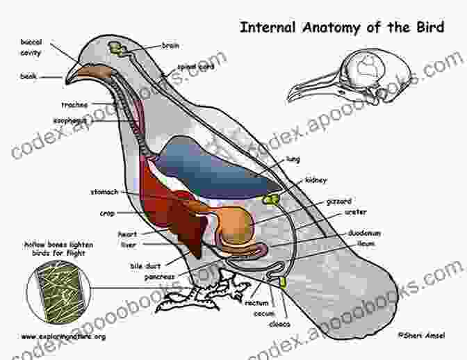 A Diagram Of The Anatomy Of A Bird TAXIDERMY: CONCEPTS AND TECHNIQUES VOL 1 BIRDS: Part Four Preparation Of Callonetta Leucophrys (Taxidermy Embalming Birds 4)