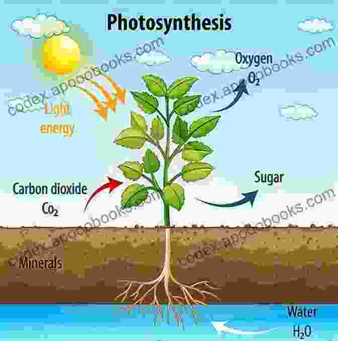 A Diagram Of The Process Of Photosynthesis In Plants, Showing How Sunlight, Water, And Carbon Dioxide Are Used To Produce Oxygen And Sugar. Do Plants Eat Sunlight? Biology Textbook For Young Learners Children S Biology