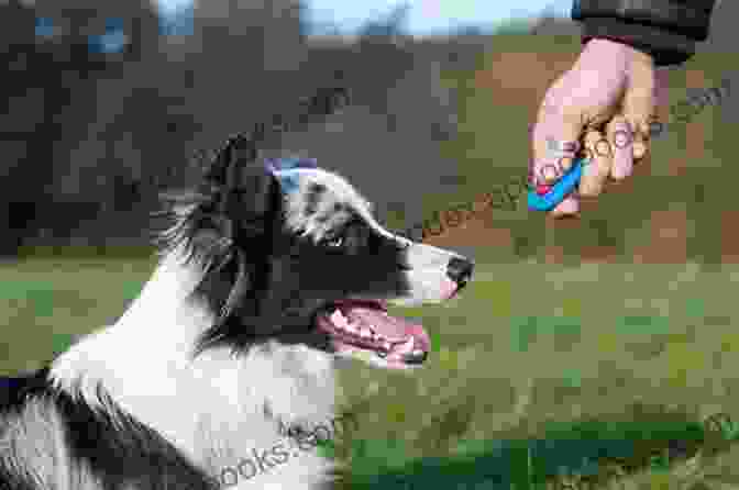 A Dog Being Trained With A Clicker Device Click Easy: Clicker Training For Dogs