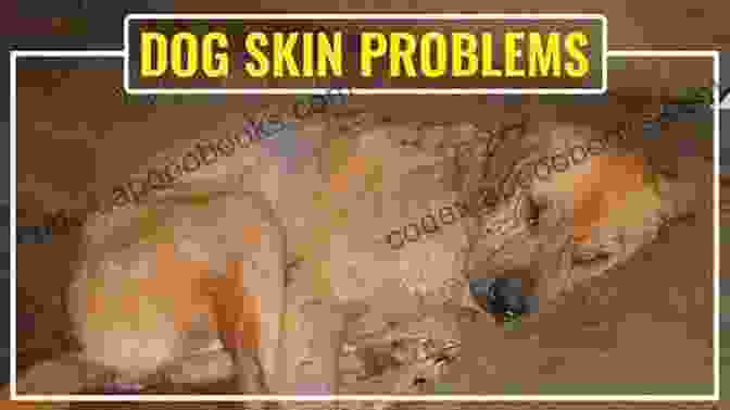 A Dog Suffering From A Skin Problem That Homeopathy Can Address. Practical Handbook Of Veterinary Homeopathy: Healing Our Companion Animals From