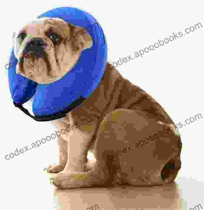 A Dog Wearing A Cone After Surgery Valley Bulldog : Complete Owners Guide Acquisition Cost Care Proper Care Proper Health And Diet Of Your Amazing Pet