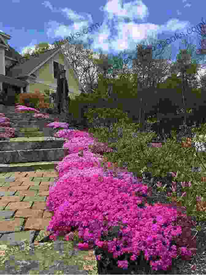 A Field Of Moss Phlox In Full Bloom, Creating A Vibrant Tapestry Of Pink And Purple. Moss Phlox Beautiful World Escapes