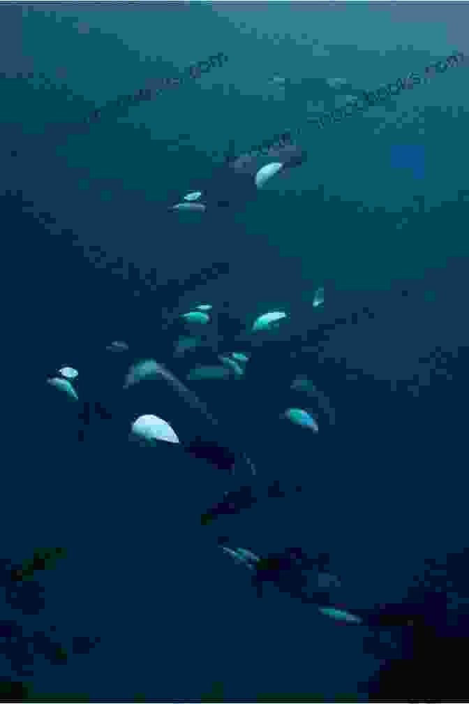 A Group Of Researchers Cautiously Approaching A Pod Of Orcas In The Vast Expanse Of The Ocean. The Unknown Animals Picture