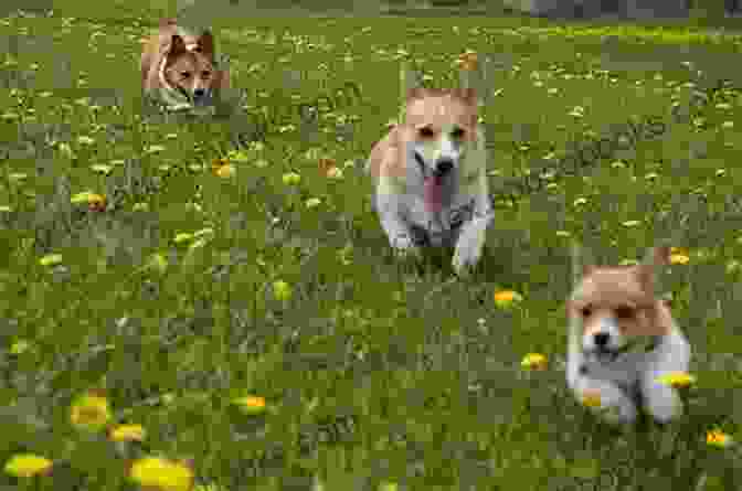 A Happy Corgi Running Through A Field The Complete Guide To Corgis: Everything To Know About Both The Pembroke Welsh And Cardigan Welsh Corgi Dog Breeds
