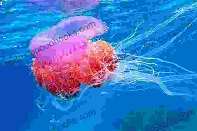 A Jellyfish With Its Stinging Cells Extended I Spy Ocean Animals I Spy For Kids Ages 2 5: A Fun Guessing Game Picture Puzzle EBook For Kids Preschool And Kindergarten