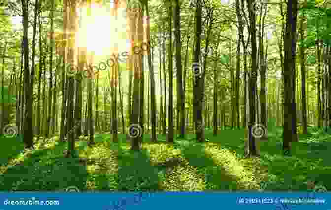 A Lush Green Forest, Bathed In Sunlight Love Death Photosynthesis Bela Koe Krompecher