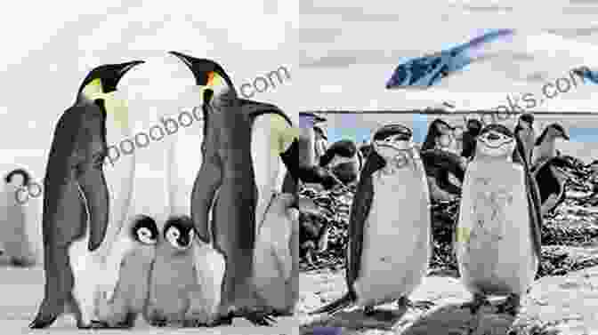 A Penguin Standing In A Warm Climate Penguins Like Warm Climates Too Animal For Kids 9 12 Children S Animal