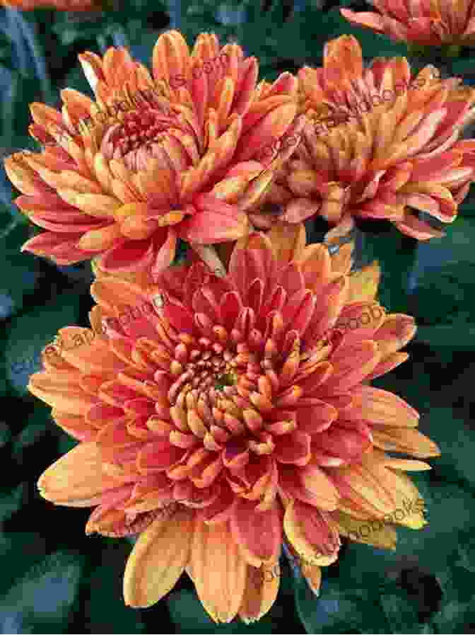 A Photo Of The Flowers In Threads Chrysanthemum Pattern Book Flowers In Threads: Chrysanthemum Pattern