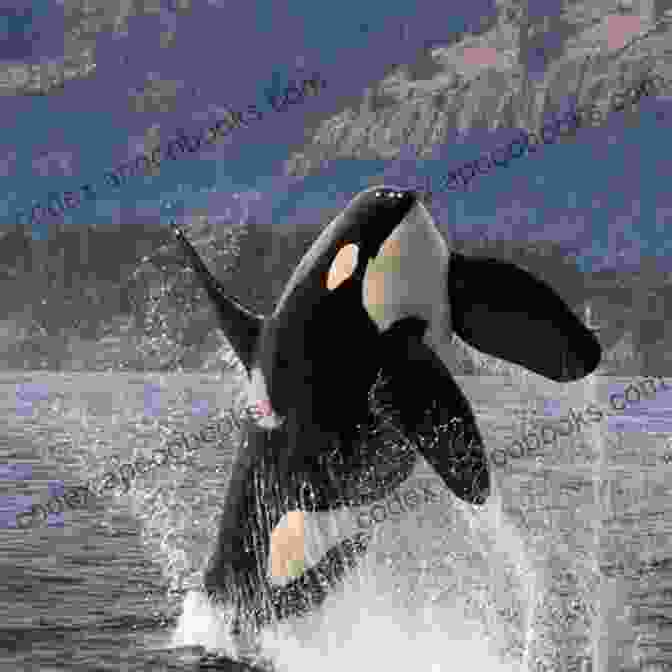 A Pod Of Orcas Leaping Out Of The Water In British Columbia British Columbia Adventure Guide (Adventure Guides)