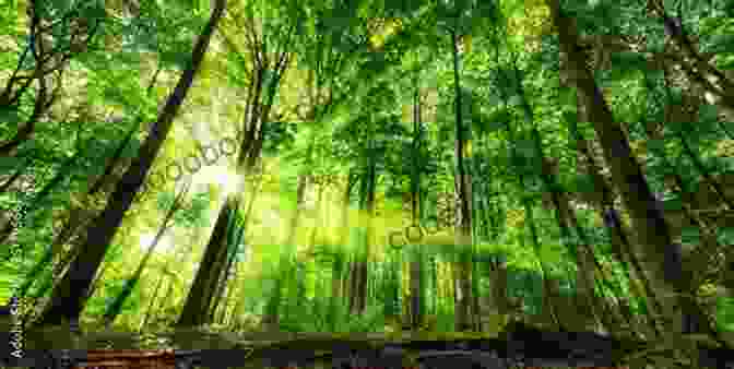 A Serene Image Of A Forest With Sunlight Streaming Through The Trees Haiku In The Night Ben Ditmars