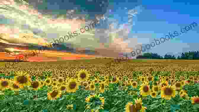 A Sun Drenched Field Of Sunflowers, Representing The Vibrancy Of Summer. Haiku Yellow (Haiku Seasons 1)