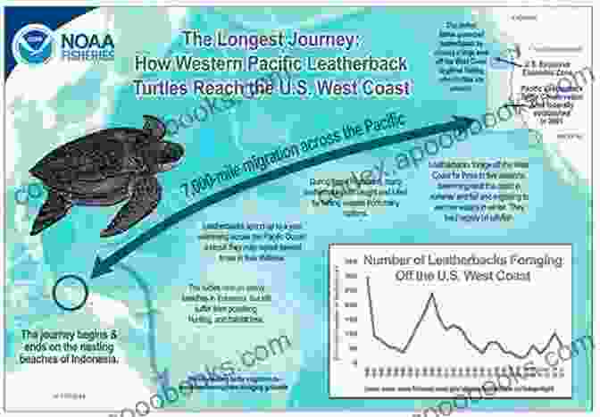 A Team Of Conservationists Studying The Migration Patterns Of Endangered Sea Turtles. The Unknown Animals Picture