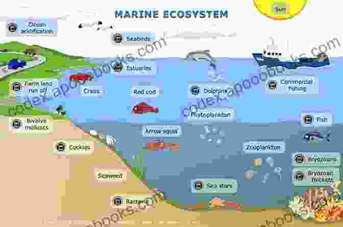 A Vibrant Depiction Of The Interconnected Web Of Interactions Within A Marine Ecosystem Why Study Biology By The Sea? (Convening Science: Discovery At The Marine Biological Laboratory)