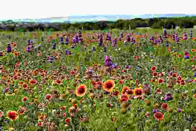 A Vibrant Image Of A Field Of Wildflowers In Bloom Haiku In The Night Ben Ditmars