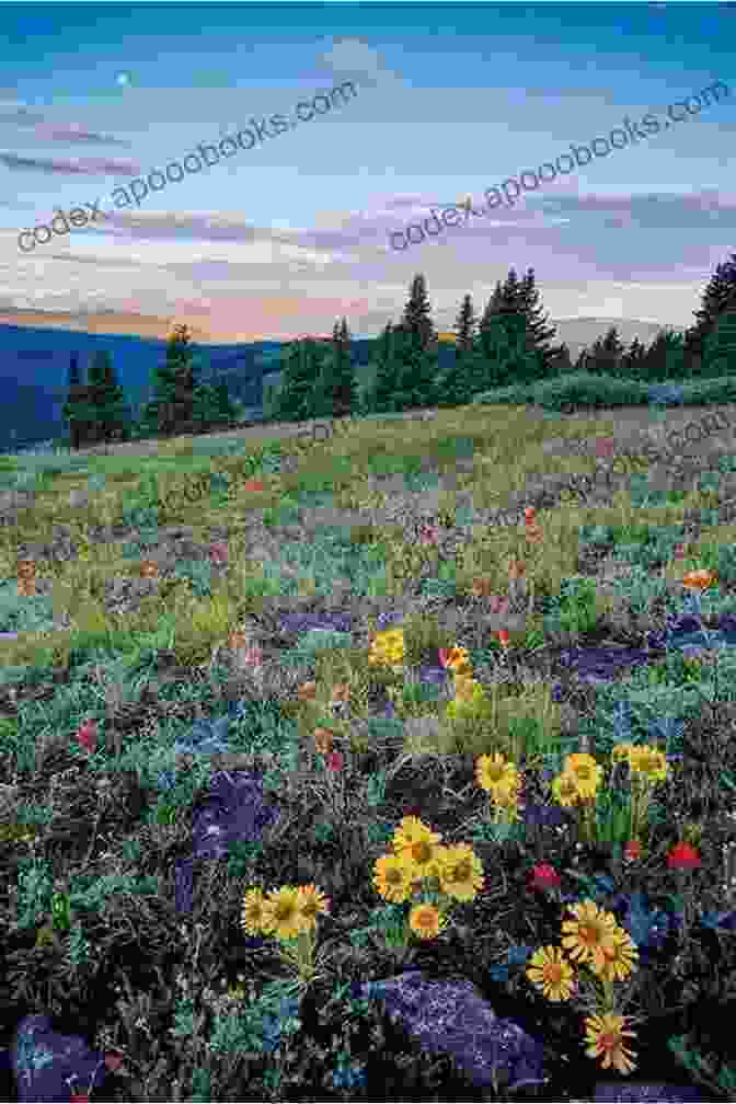 A Vibrant Meadow Of Wildflowers In Bloom, Symbolizing The Awakening Of Spring. Fragments: Haiku And Verse Of Seasons