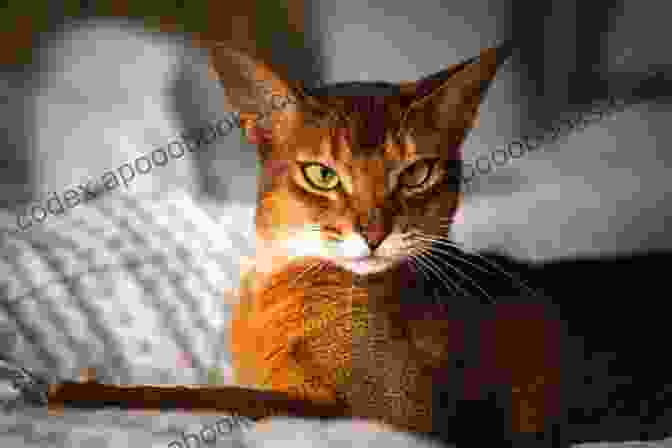 Abyssinian Cat Engaging In Interactive Play Abyssinian Cat As Pet : The Best Pet Owner Manual On Abyssinian Cat Care Training Personality Grooming Feeding And Health For Beginners