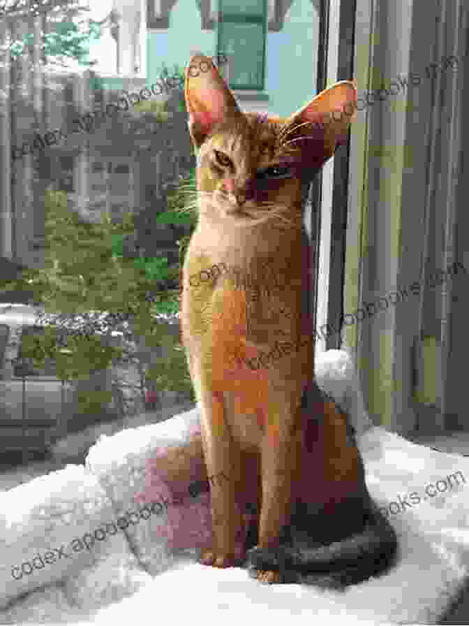 Abyssinian Cat Enjoying A Comfortable And Stimulating Home Environment Abyssinian Cat As Pet : The Best Pet Owner Manual On Abyssinian Cat Care Training Personality Grooming Feeding And Health For Beginners