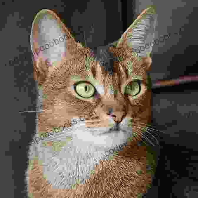 Abyssinian Cat Responding To Training Commands Abyssinian Cat As Pet : The Best Pet Owner Manual On Abyssinian Cat Care Training Personality Grooming Feeding And Health For Beginners