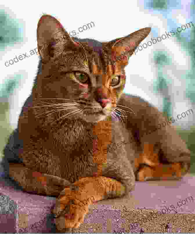 Abyssinian Cat With Playful And Affectionate Demeanor Abyssinian Cat As Pet : The Best Pet Owner Manual On Abyssinian Cat Care Training Personality Grooming Feeding And Health For Beginners