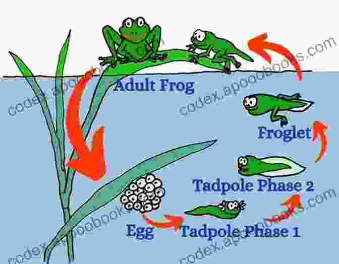 Amphibian Life Cycle Diagram Showing Egg, Tadpole, And Adult Stages What Are Amphibians? Animal Age 8 Children S Animal