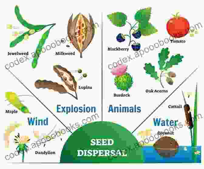 An Illustration Of Different Methods Of Seed Dispersal Seeds Watching A Seed Grow Into A Plants Botany For Kids Children S Agriculture