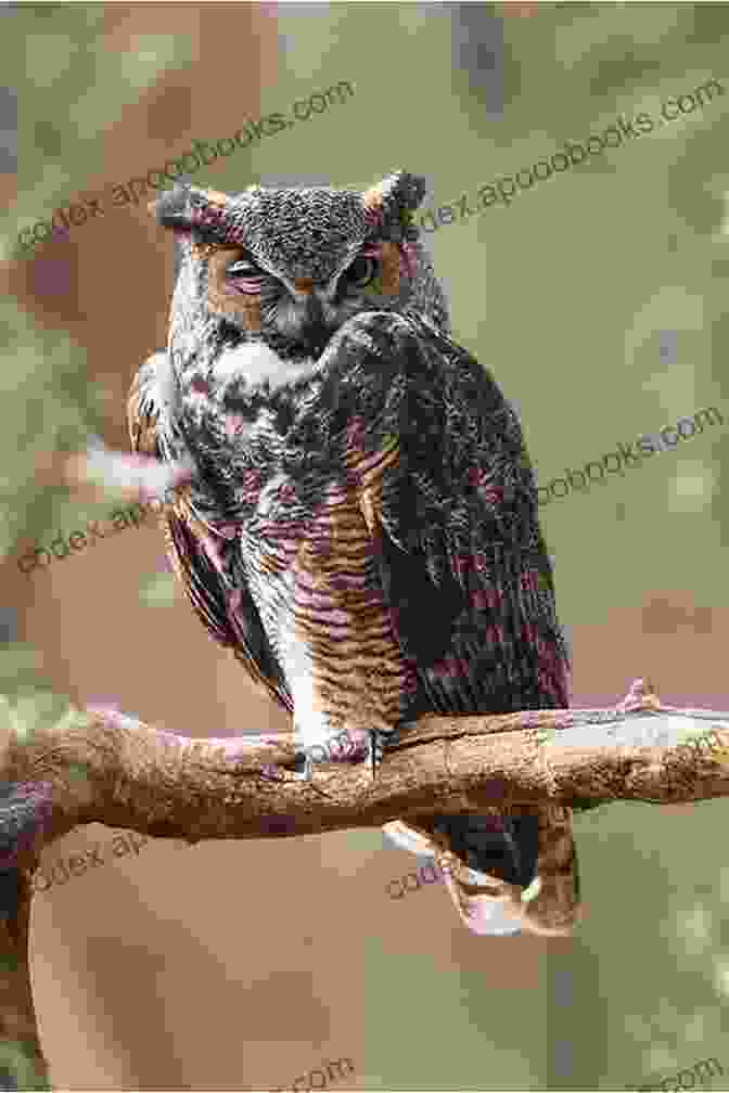 An Owl Perched On A Branch, Its Keen Eyes Scanning The Darkness For Prey Animals That Hunt In The Dark Nocturnal Animal 1st Grade Children S Animal