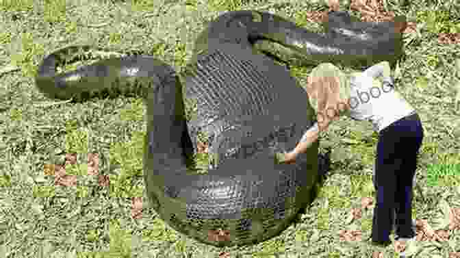 Anaconda Jim Euclid With A Giant Anaconda Anaconda Jim Euclid