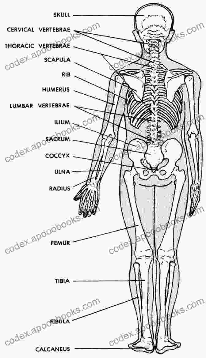 Anatomical Diagram Of The Human Skeletal System What S In Your Body? Anatomy And Physiology