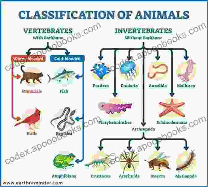 Animal Classification Chart Showing Different Groups Of Animals Amphibians: Animal Group Science For Kids Children S Zoology Edition