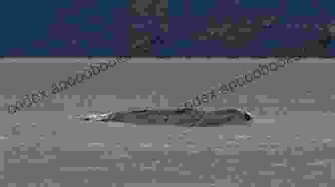 Blurry Photograph Of A Large, Serpent Like Creature In Lake Pocotopaug Haunted Connecticut: Ghosts And Strange Phenomena Of The Constitution State (Haunted Series)