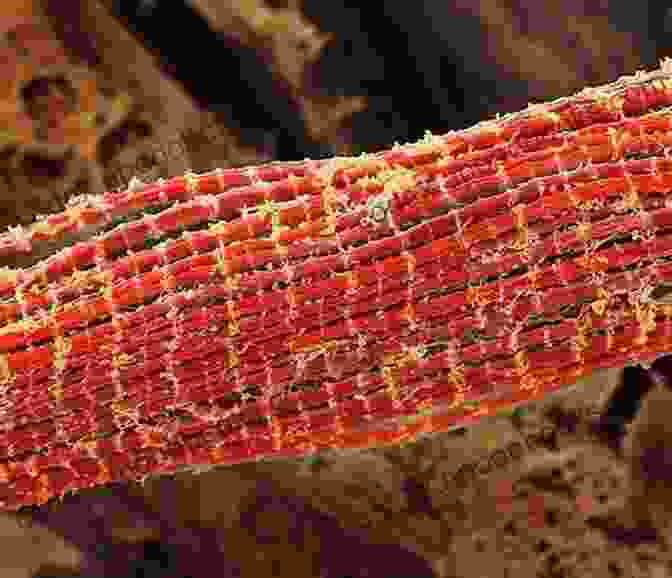 Close Up Of A Muscle Fiber What S In Your Body? Anatomy And Physiology