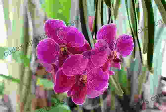 Close Up Of Vibrant Orchids In Bonnet House Gardens Bonnet House: Exploring Nature And Estate Photography