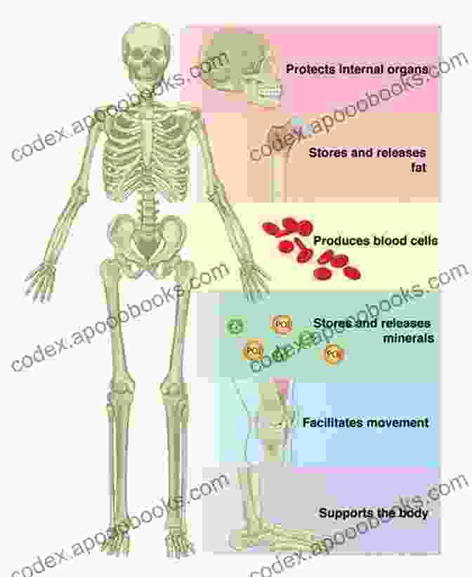 Diagram Illustrating Bone Functions The Science Of Bones 3rd Grade Textbook Children S Biology