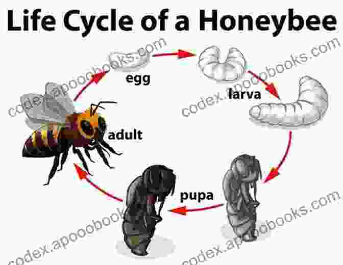 Diagram Of An Insect's Life Cycle, From Egg To Adult Creepy Crawly Insects : 1st Grade Science Workbook