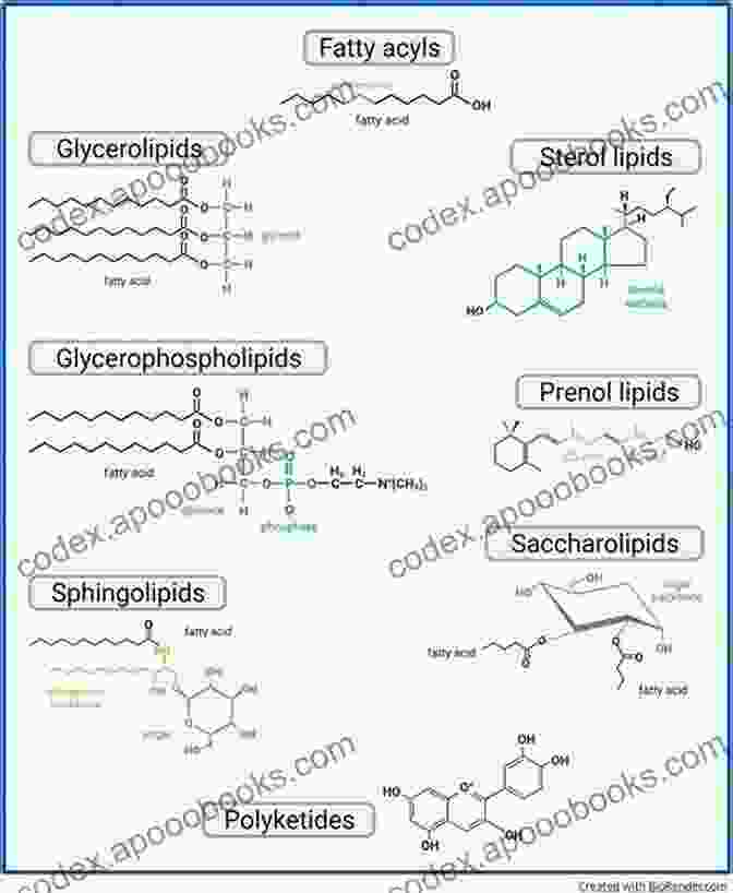 Diagram Of Lipid Structure, Highlighting Different Types Of Fats And Oils BIOMOLECULES: JEE Mains/Advance/ NEET