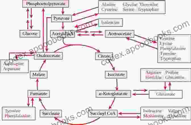 Diagram Of Metabolic Pathways, Illustrating The Interconnectedness Of Carbohydrate, Lipid, And Protein Metabolism BIOMOLECULES: JEE Mains/Advance/ NEET