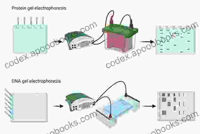 Diagram Of Molecular Biology Techniques, Showcasing PCR, Electrophoresis, DNA Sequencing, And Protein Analysis BIOMOLECULES: JEE Mains/Advance/ NEET