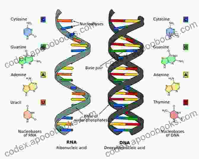 Diagram Of Nucleic Acid Structure, Highlighting DNA And RNA BIOMOLECULES: JEE Mains/Advance/ NEET