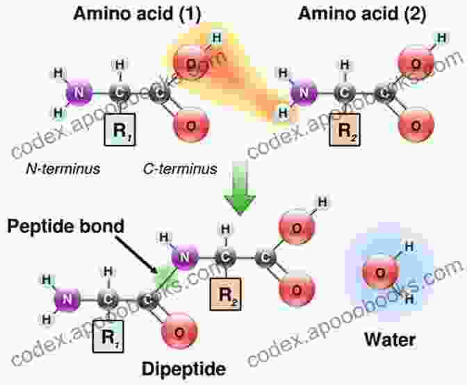 Diagram Of Protein Structure, Highlighting Amino Acids, Peptide Bonds, And Different Levels Of Organization BIOMOLECULES: JEE Mains/Advance/ NEET