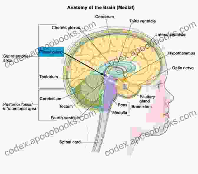 Diagram Of The Pineal Gland And Its Activation Pathways Third Eye Mastery: Experience Higher Consciousness Awareness Pineal Gland Chakras Kundalini Psychic Develoment And Spiritual Awakening