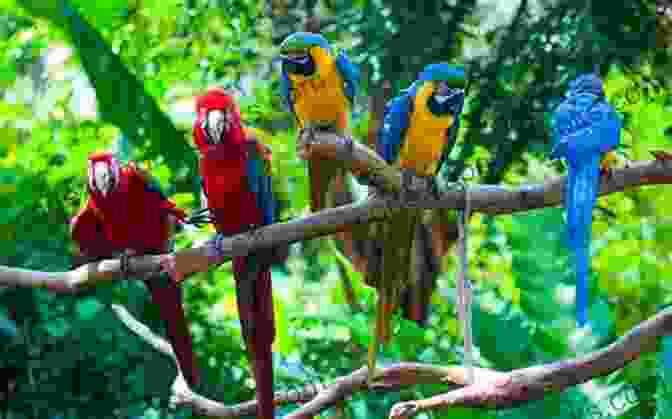 Flock Of Parrots Interacting In A Natural Environment Good Bird A Guide To Solving Behavioral Problems In Companion Parrots