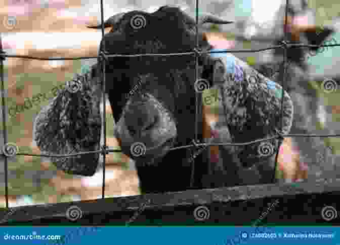 Goat's Horns Peeking Over A Fence, Representing Emotional Vampires Trying To Get Your Goat Don T Let Them Get Your Goat