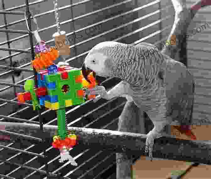 Happy Parrot Playing With Toys Good Bird A Guide To Solving Behavioral Problems In Companion Parrots