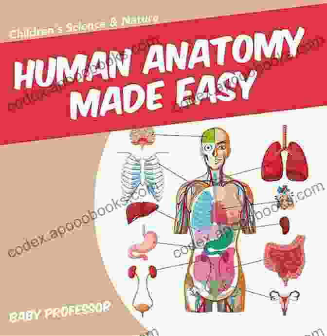 Human Anatomy Made Easy Children's Science Nature Book Human Anatomy Made Easy Children S Science Nature