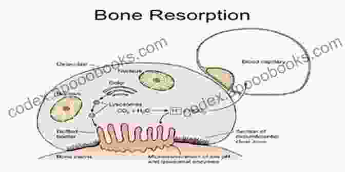 Image Depicting Bone Significance The Science Of Bones 3rd Grade Textbook Children S Biology